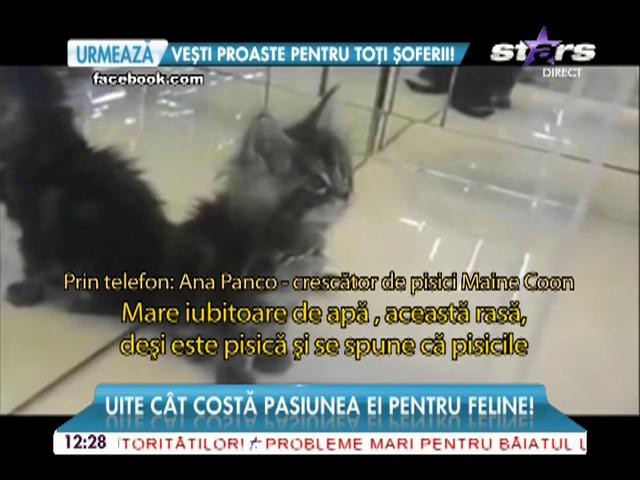 C&acirc;t costă pisica Oanei Zăvoranu? Puţini &icirc;şi permit un asemenea lux
