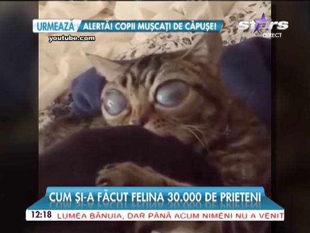 Vedeta fără voia ei! Drama pisicii Matilda a &icirc;nduioşat o lume &icirc;ntreagă!