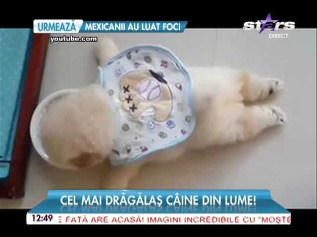 Cel mai drăgălaş c&acirc;ine din lume! Te topeşti de dragul lui