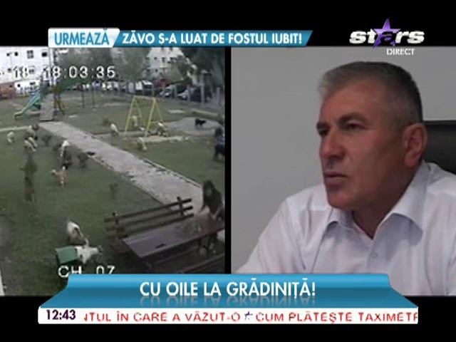 O grădiniţă, transformată &icirc;n Islaz! Oile pasc nestingherite la locul de joacă pentru copii