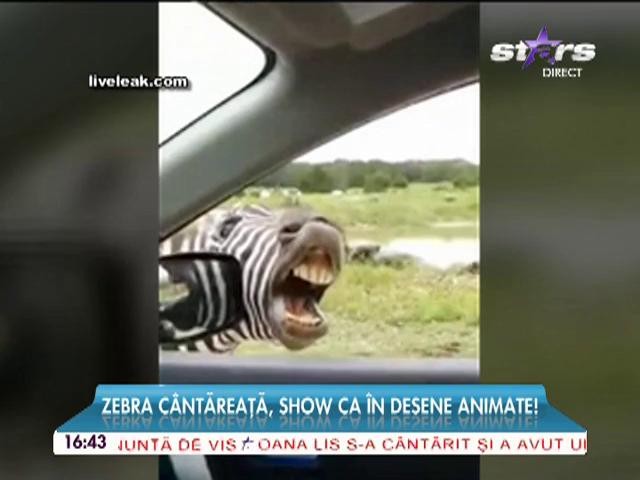 R&acirc;zi cu lacrimi! Zebra c&acirc;ntăreaţă, show ca &icirc;n desene animate!