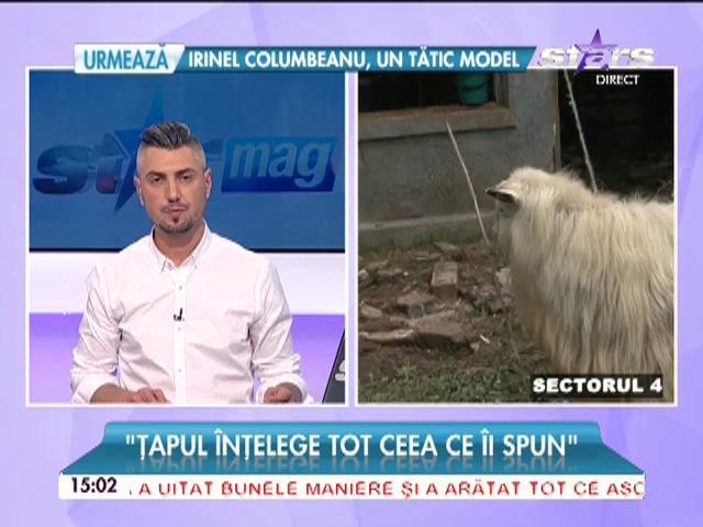 Ţapul buclucaş trăieşte &icirc;n Sectorul 4 din Capitală! Ce spun vecinii despre proprietara lui?