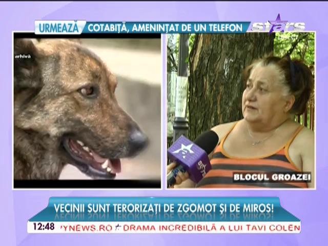 O femeie trăieşte cu 8 c&acirc;ini &icirc;n casă! Vecinii sunt terorizaţi de zgomot şi de miros