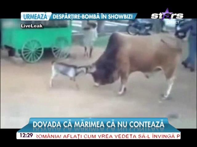 Dovada că mărimea nu contează! Un ied a pus pe fugă un taur