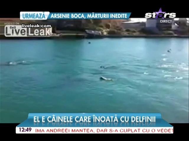 El e c&acirc;inele care &icirc;noată cu delfinii! Imagini haioase