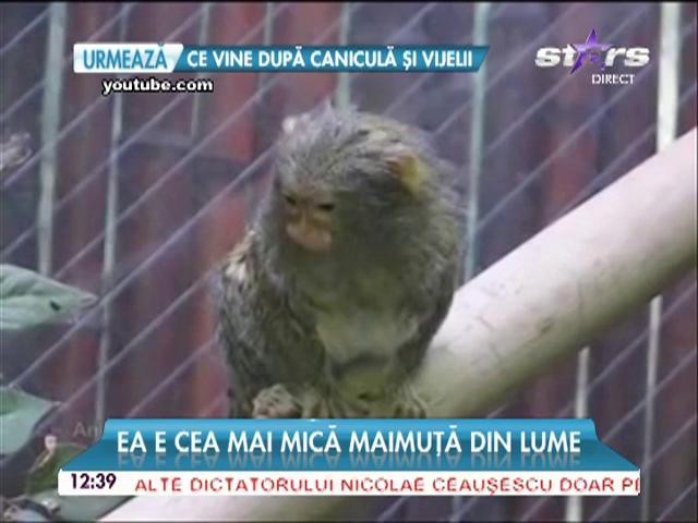 Astea sunt imaginile anului!  Ea e cea mai mică maimuţă din lume