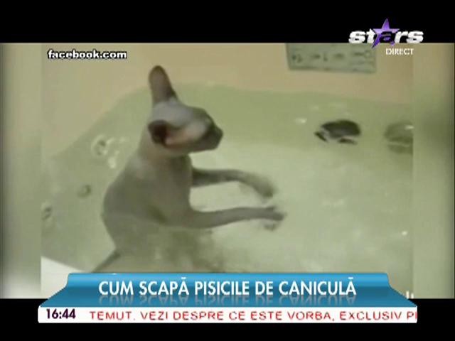 Cum scapă pisicile de caniculă