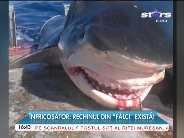 &Icirc;NFRICOŞĂTOR! Rechinul din "Fălci" există