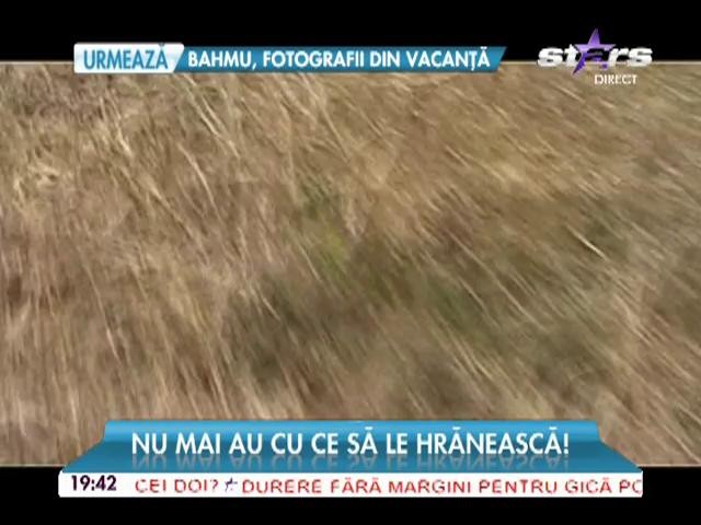 Seceta provoacă pagube de nedescris! Oamenii &icirc;şi v&acirc;nd animalele la preţuri derizorii