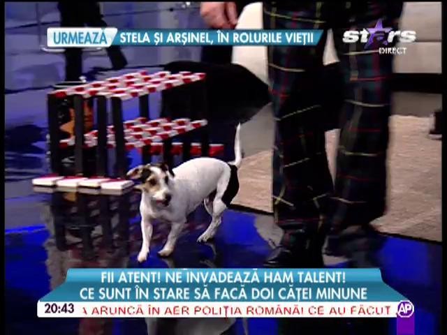 Căţeii minune de la "Ham Talent"! Ce sunt &icirc;n stare să facă Miss şi Elis