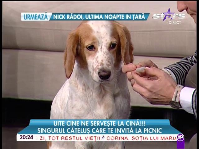 Singurul căţeluş care te invită la picnic! "Tatăl meu este bine datorită căţeluşului meu" 2