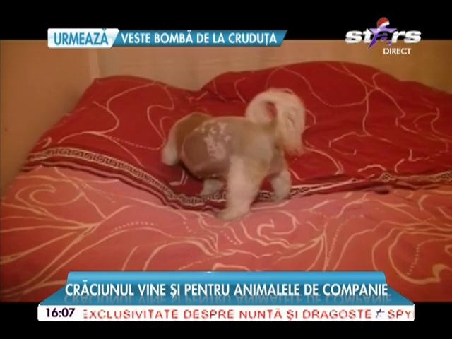 Cele mai tari fiţe &icirc;n materie de haine pentru c&acirc;ini! Crăciunul vine şi pentru animalele de companie