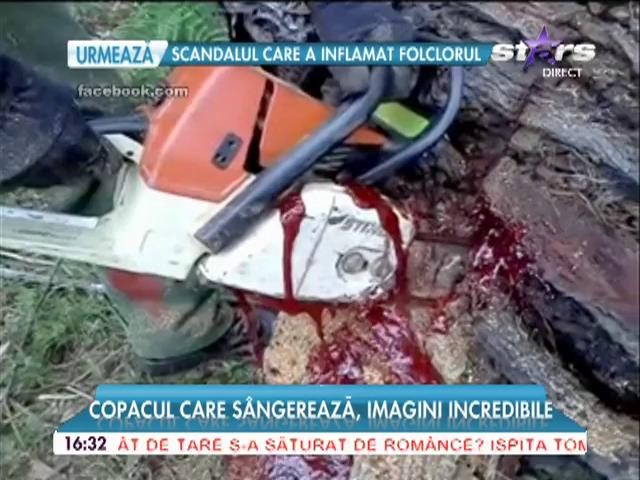 Te-ai g&acirc;ndit vreodată că există un copac care s&acirc;ngerează? Imagini incredibile care te vor lăsa mască
