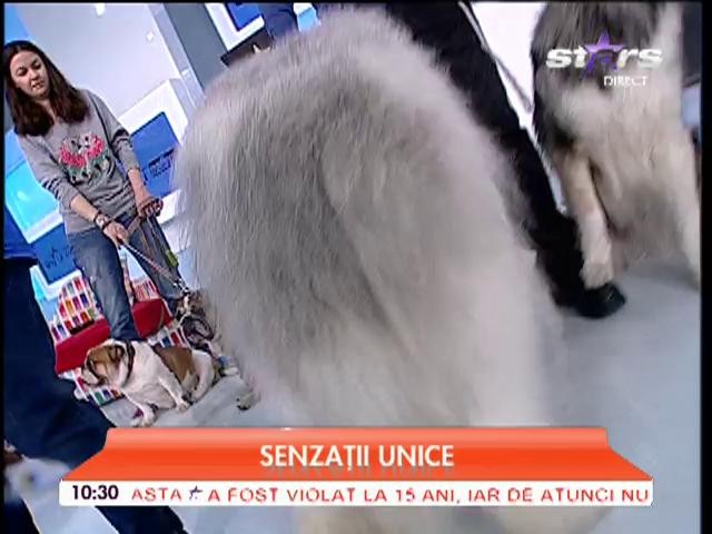 Cele mai frumoase rase de c&acirc;ini! Platoul "Star Matinal" a fost invadat de animale de companie