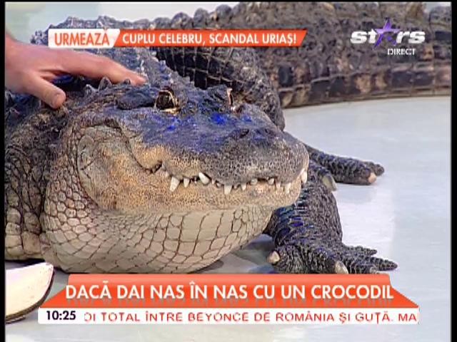 Apariţie şocantă &icirc;n platoul emisiunii "Star Matinal"! Te cuprinde frica din primele secunde