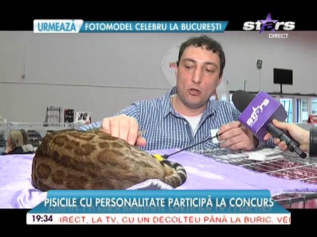 Cele mai frumoase feline &icirc;ntr-un singur loc. Leneşe, răsfăţate sau dresate, pisicile participă la concurs