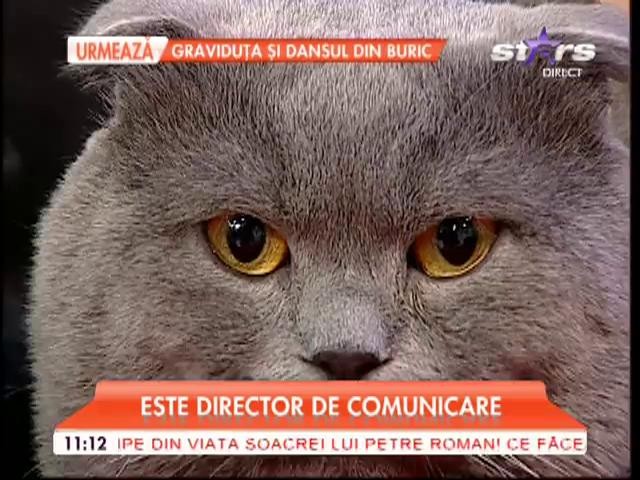 Bossulică, singura pisică ce este angajată! Lucrează ca director de comunicare