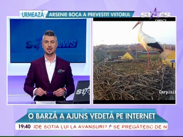 O barză a ajuns vedetă pe Internet! Imagini inedite!
