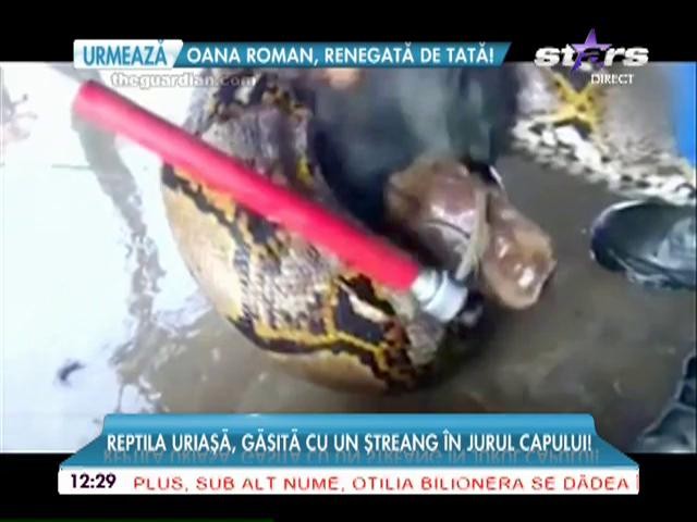 Cel mai lung şarpe din lume s-a sinucis! Reptila uriaşă, găsită cu un ştreang &icirc;n jurul capului!