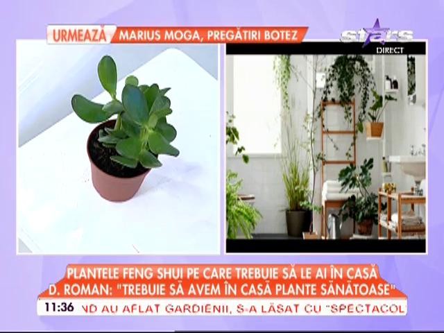 Plantele Feng Shui pe care trebuie să le ții &icirc;n casă ca să ții la distanță vampirii energetici