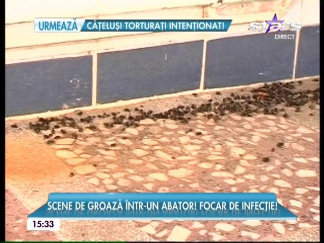 Scene de groază &icirc;ntr-un abator! Imagini teribile din focarul de infecţie