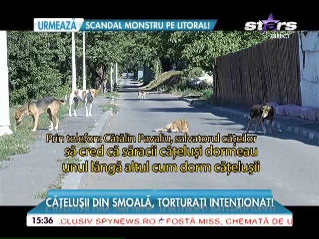 Căţeluşii din smoală, torturaţi intenţionat! Patru suflete chinuite de un om fără suflet