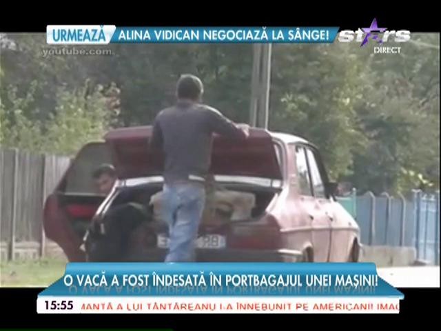 Scene revoltătoare &icirc;n judeţul Buzău! Cu vaca &icirc;n portbagajul unei dacii!