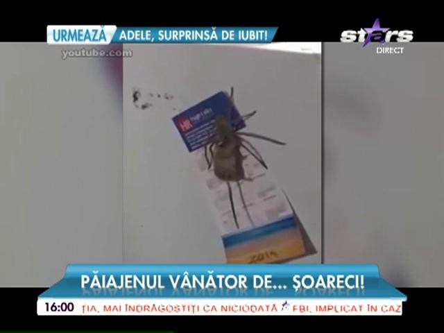 Păianjenul v&acirc;nător de şoareci!