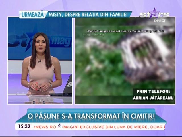 Mai multe cadavre de bovine au fost abandonate pe un c&acirc;mp din judeţul Braşov