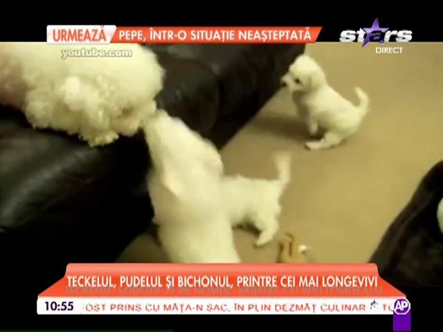 Cei mai longevivi c&acirc;ini din lume!