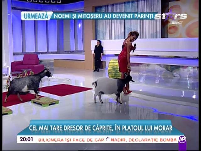 Elena Marin vrea să-și ia o capră ca animal de companie!