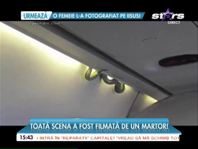 Panică &icirc;n avion. O viperă a căzut dintr-un bagaj!