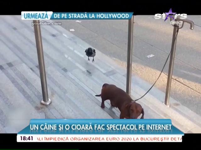 Un c&acirc;ine și o cioară fac spectacol pe internet