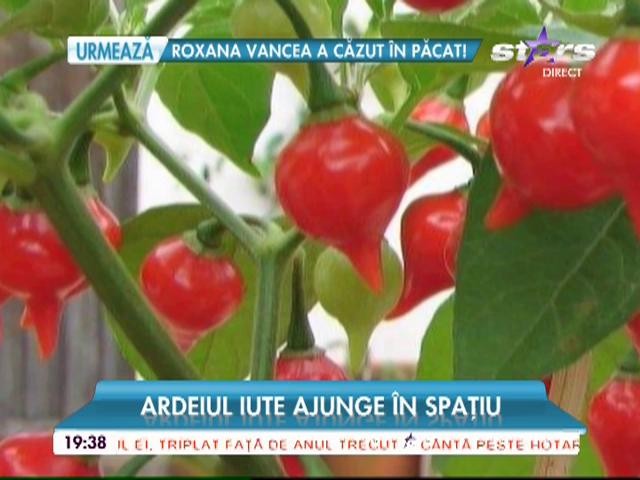 Ardeiul iute, cultivat &icirc;n spațiu