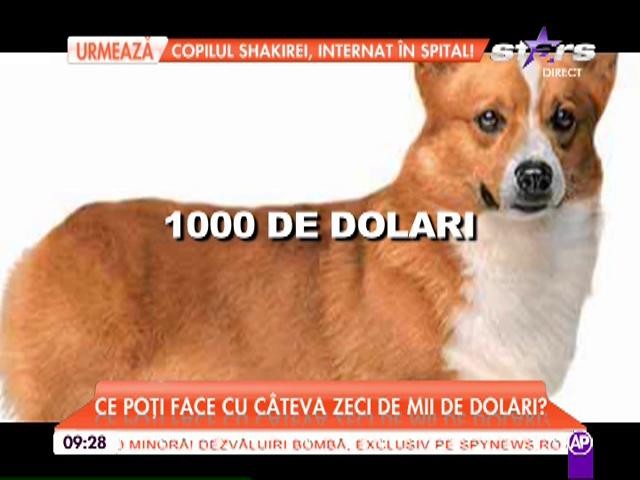 Top cinci al celor mai scumpe rase de c&acirc;ini din lume