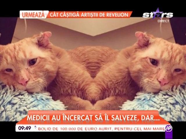 Povestea celui mai trist motan a emoţionat o lume &icirc;ntreagă