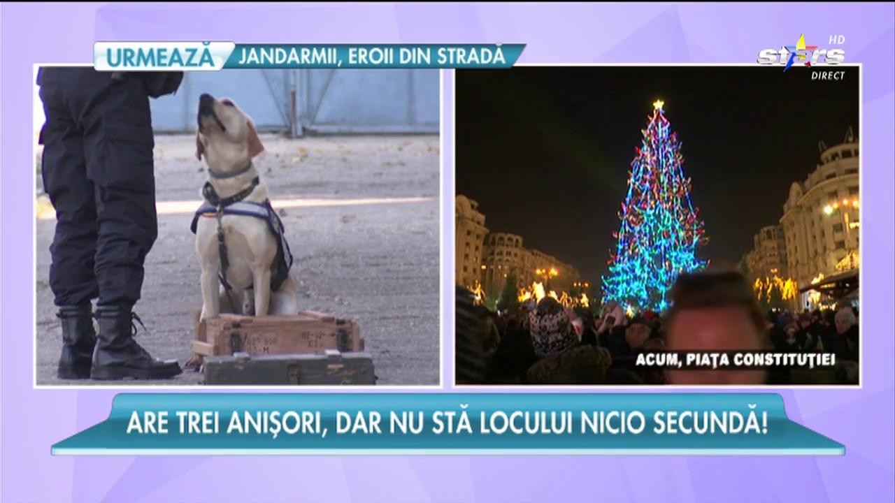 El este Higgens, cel mai bun specialist &icirc;n detectarea de explozibil din Rom&acirc;nia
