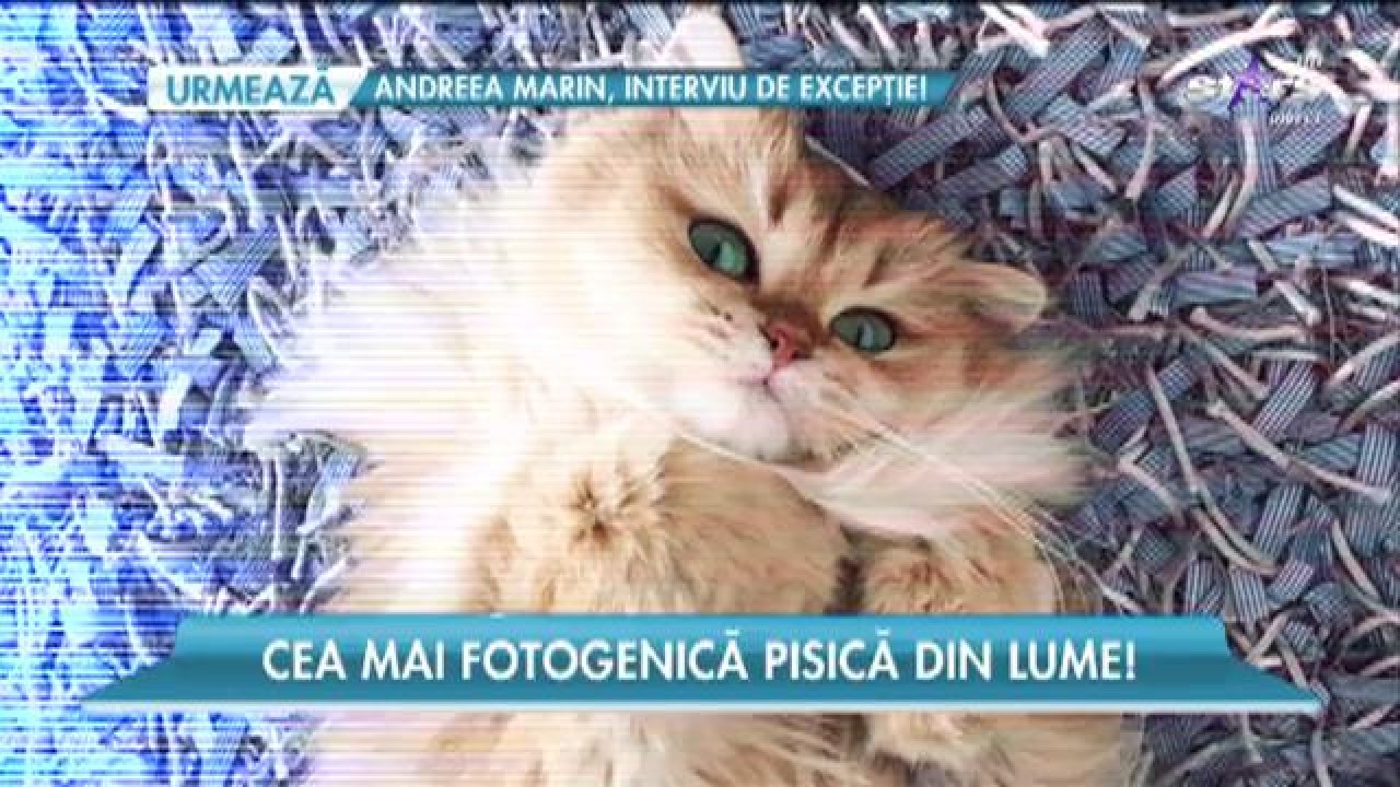 Pisica mai populară dec&acirc;t multe vedete de la Hollywood