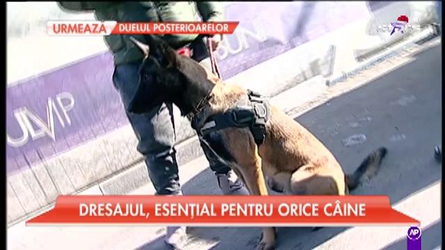 Dresajul, esenţial pentru orice c&acirc;ine