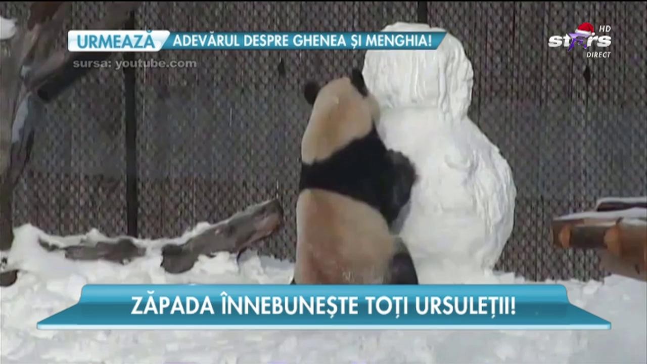 Zăpada &icirc;nnebunește toți ursuleții!