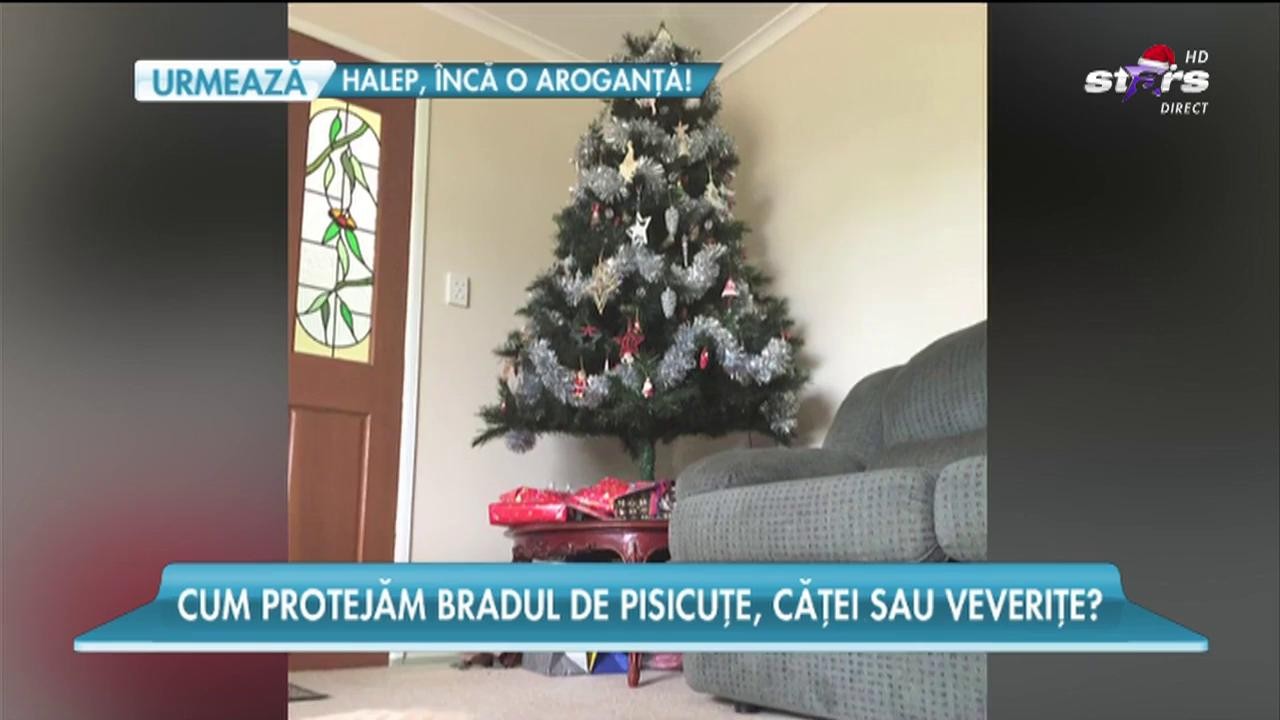 Cele mai ingenioase idei care &icirc;ți protejează bradul de Crăciun de animalele din casă