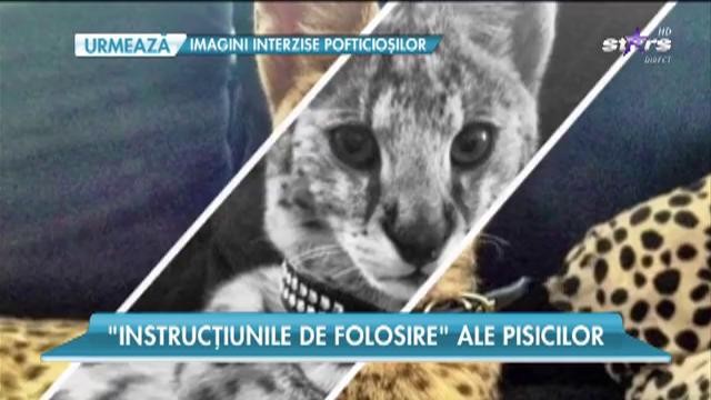 Pisicile ne pot vindeca de mai multe boli! Capacitățile lor sunt cunoscute &icirc;ncă din antichitate