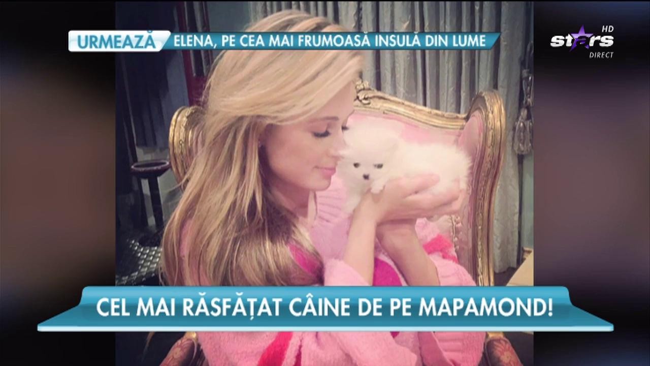 Cel mai răsfățat cățel din lume. O vedetă i-a făcut o casă mai scumpă ca o vilă de lux!