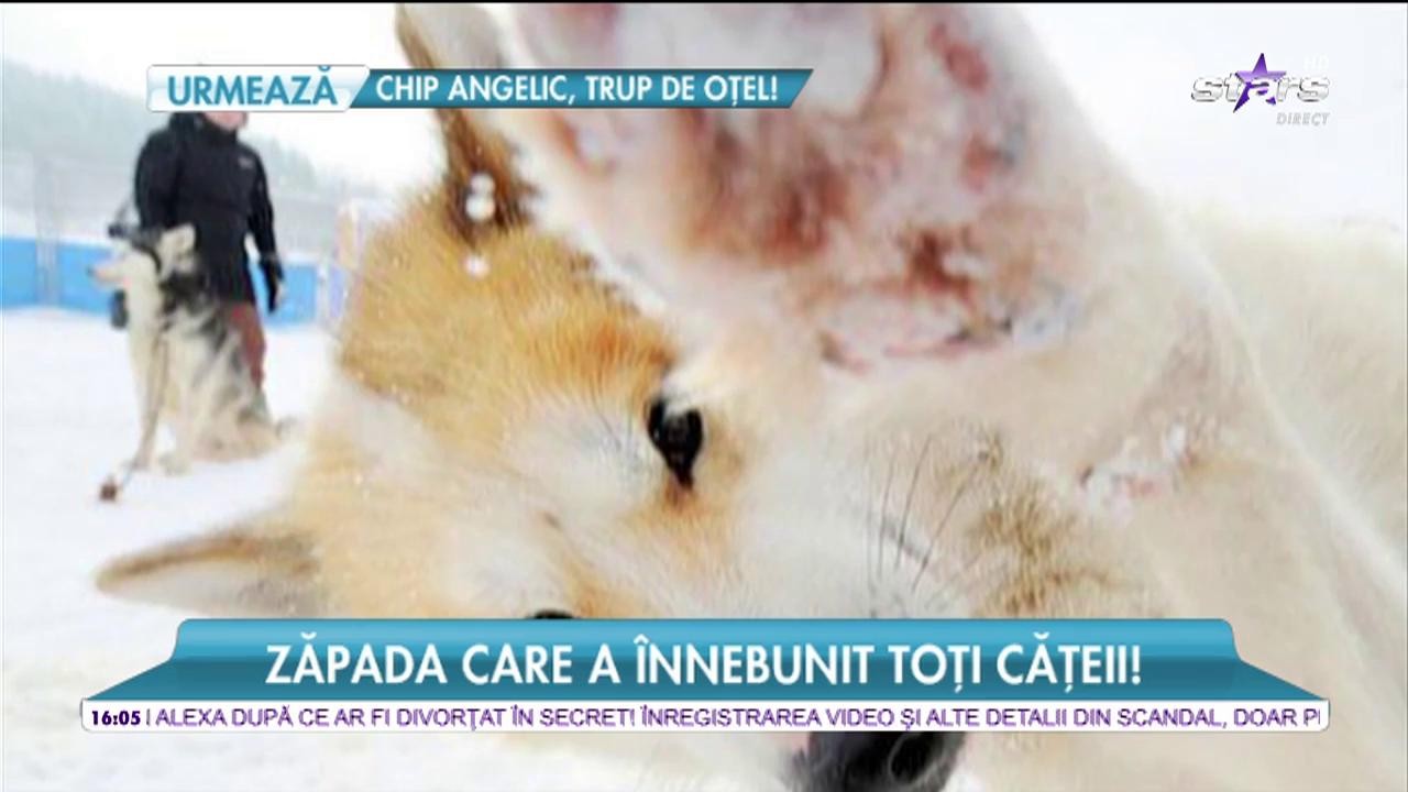 Mai multe patrupede din Slovenia au răcit pentru că au m&acirc;ncat zăpadă! Află din ce motiv!