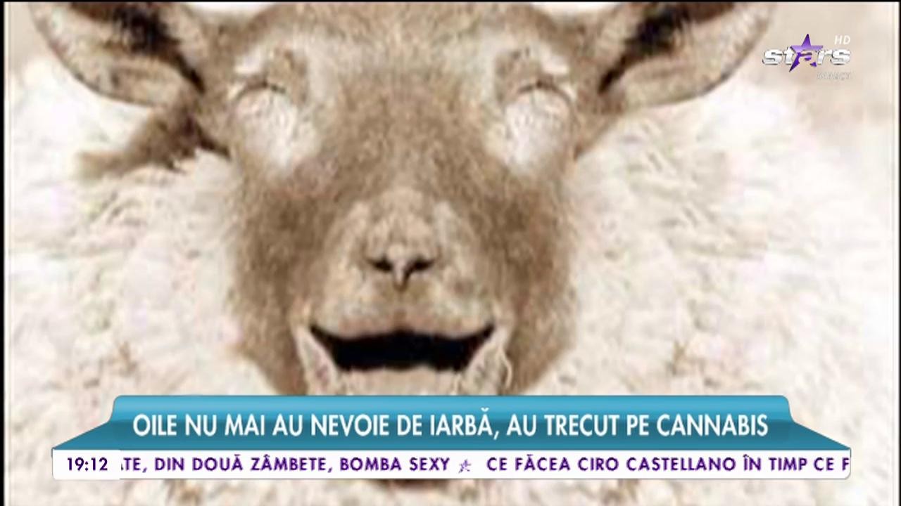 Turmă de oi, drogată cu cannabis!