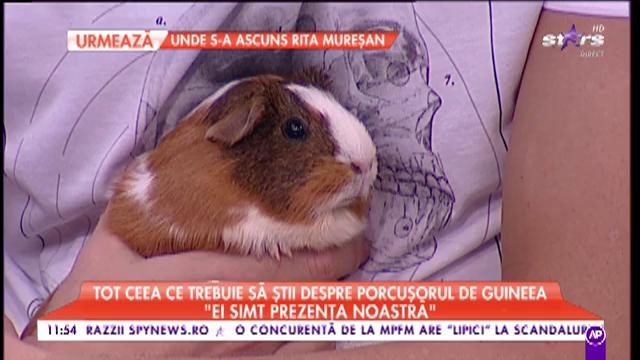 Ai acasă un purculeș de Guineea? Află ce trebuie să faci