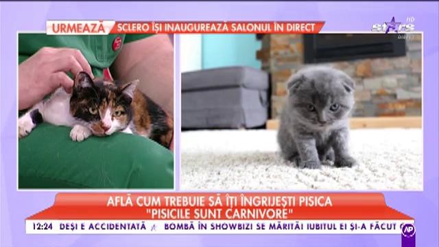 Ai acasă o pisicuță sau vrei să &icirc;ți cumperi? Află cum trebuie să o &icirc;ngrijești!