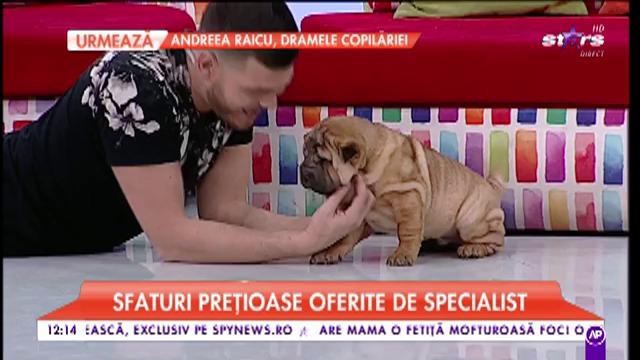Află cum &icirc;ți &icirc;ngrijești corect cățelul c&acirc;nd este bolnav