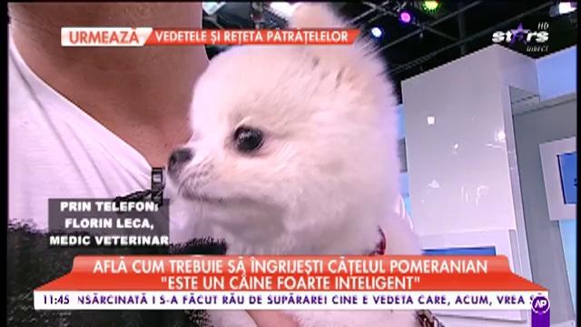 Află cum trebuie să &icirc;ngrijești cel mai simpatic cățeluș