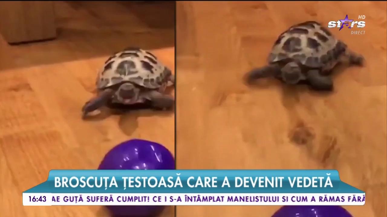 Broscuţa ţestoasă care a devenit vedetă